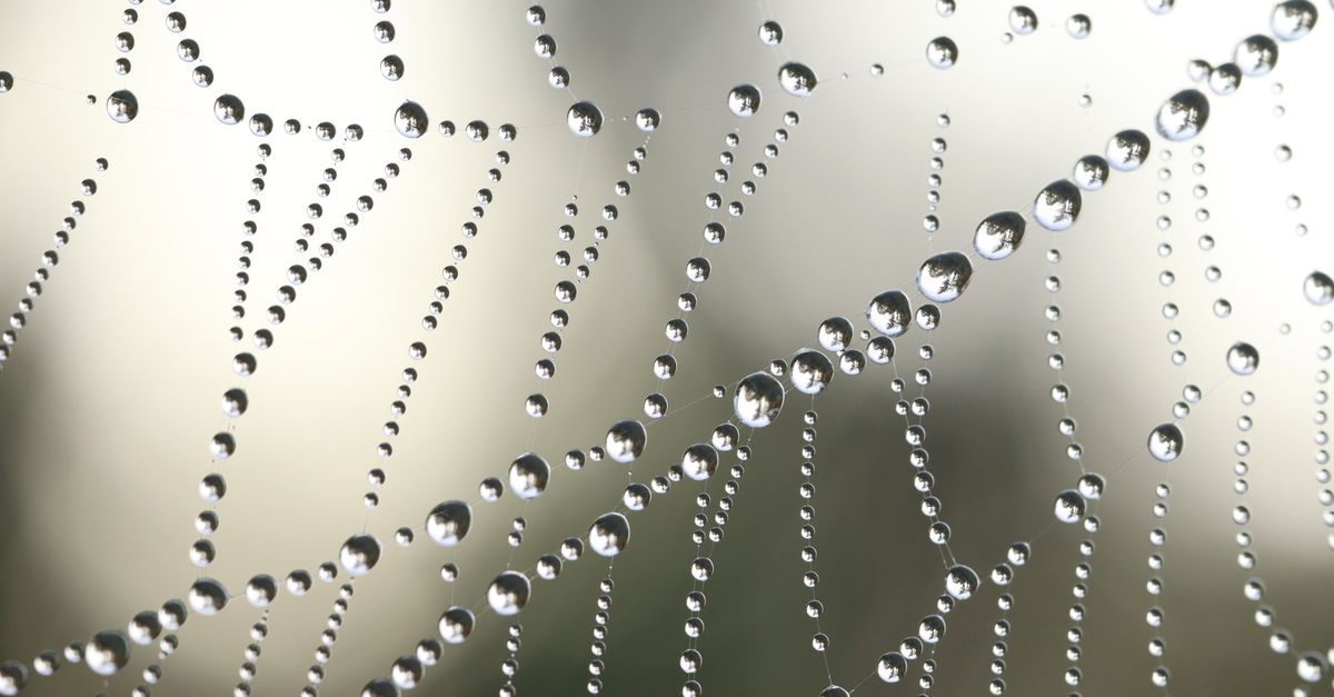 Spider web with dew drops illustrating how Googlebot crawls interconnected web pages
