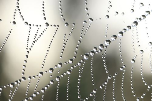 Free Close-up of dew-covered spider web creating a natural, intricate pattern. Stock Photo