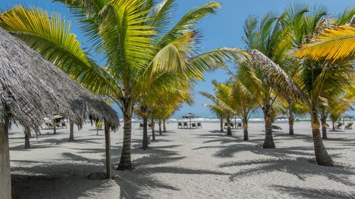 Free Scenic tropical beach with palm trees, sand, and thatched huts. Ideal vacation destination. Stock Photo