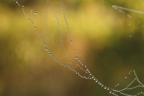 Free Close-up of dew drops on a spiderweb with a golden bokeh background. Stock Photo