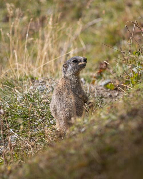 Free A marmot stands alert in a grassy alpine landscape, showcasing its natural environment. Stock Photo