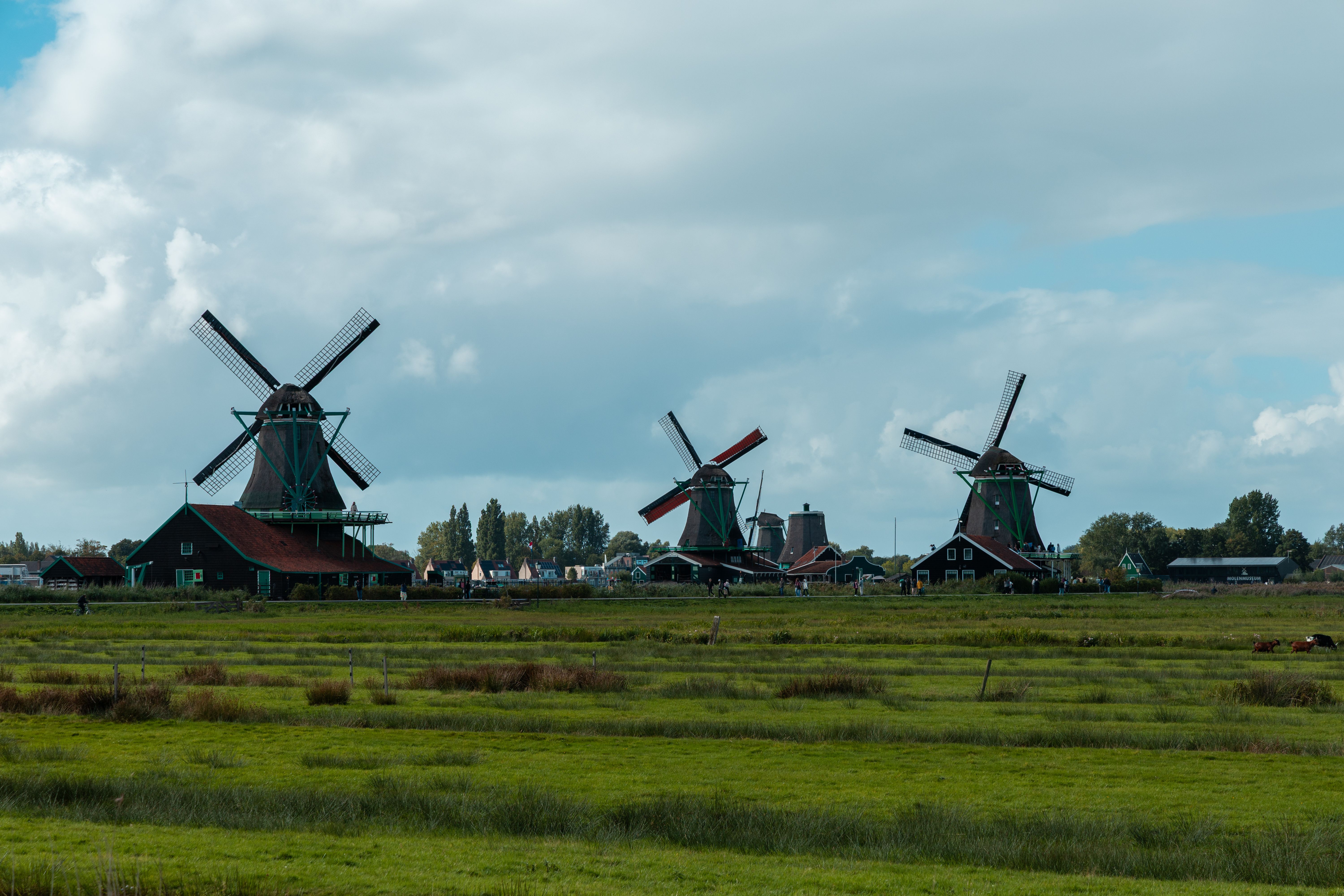 Charming scene of iconic Dutch windmills in an open field under a cloudy sky in Amsterdam.