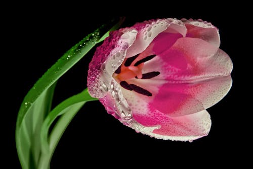 Ilustracja Różowy Tulipan