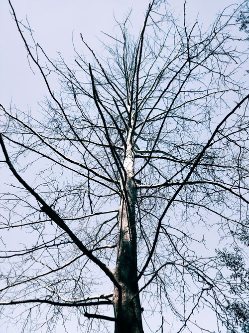 Free A silhouetted tree with bare branches reaching into the sky, symbolizing winter's stark beauty. Stock Photo