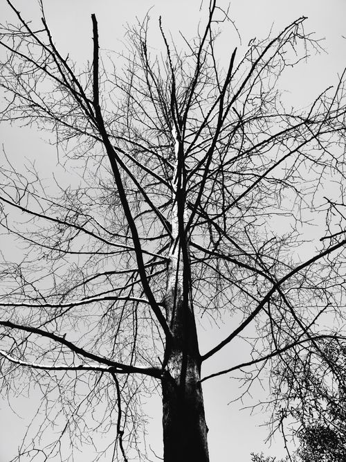 Free A stark winter tree silhouette against a grey sky, evoking a dramatic, moody atmosphere. Stock Photo