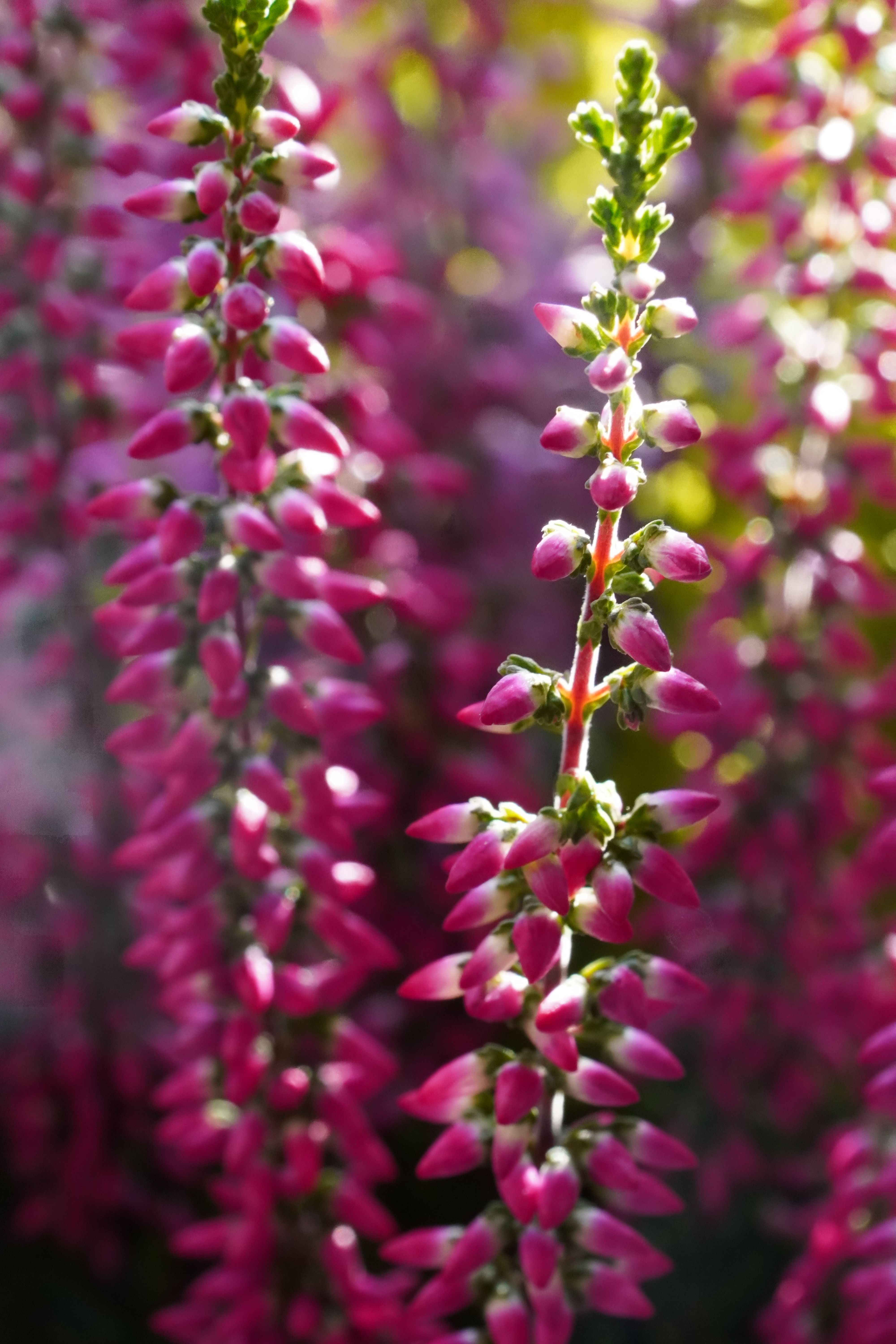 Detailed macro shot of blooming pink heather flowers in natural light.