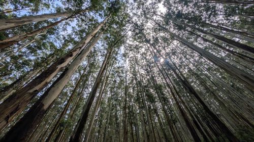 Free Capture of towering eucalyptus trees in a serene forest in Tamil Nadu, India. Stock Photo
