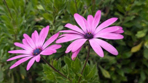 Free Close-up of vibrant pink African daisies blooming in Ooty, Tamil Nadu garden. Stock Photo