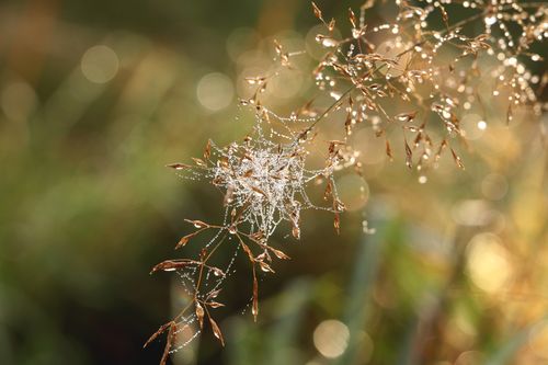 Free Close-up of dewy spider web on grass with morning light bokeh. Stock Photo
