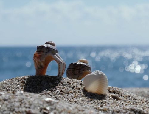 Free Close-up of seashells on a sandy beach with a sparkling ocean in the background. Stock Photo