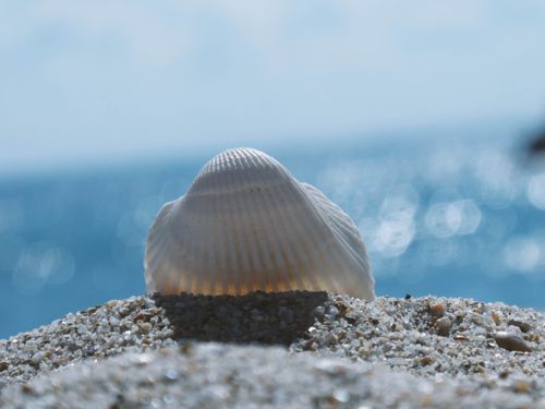Free Detailed view of a seashell on the sand with a blurred ocean background. Stock Photo