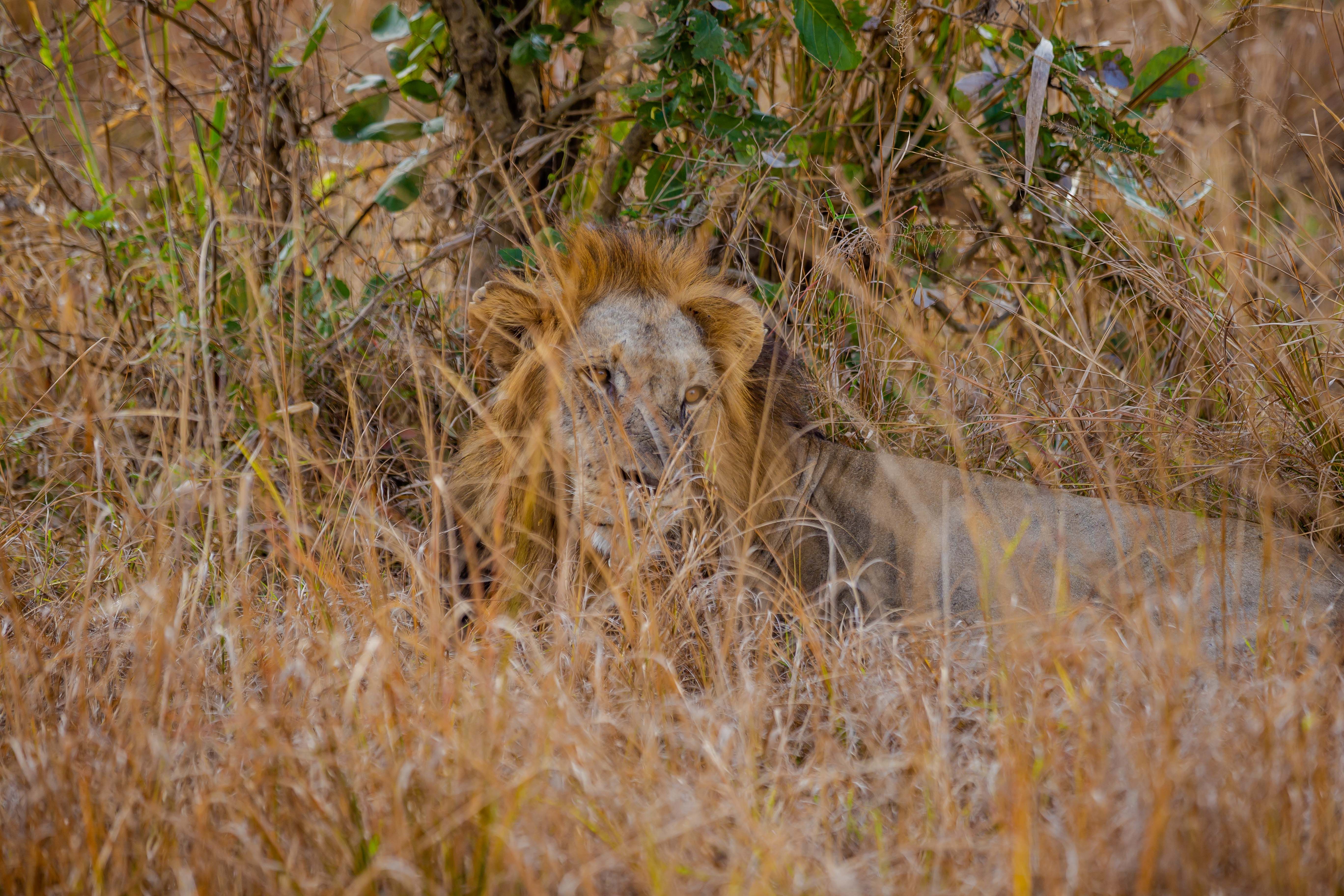 A lion lies hidden among tall grasses in Tanzania, showcasing its natural habitat.