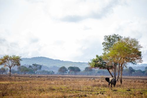 Free Scenic view of African wildlife and landscape in Mikumi National Park, Tanzania. Stock Photo