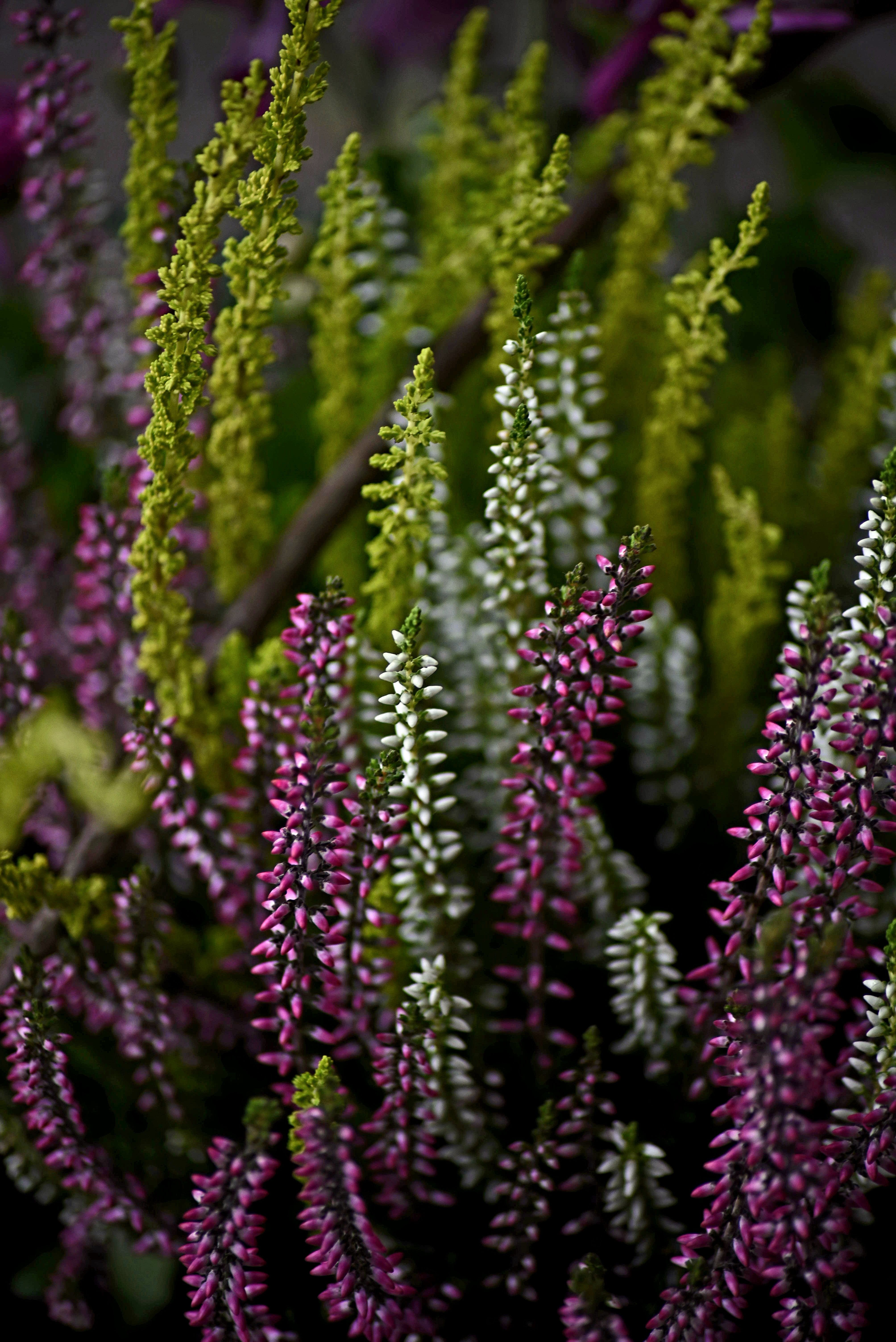 A detailed close-up of vibrant pink, green, and white heather flowers in natural light.
