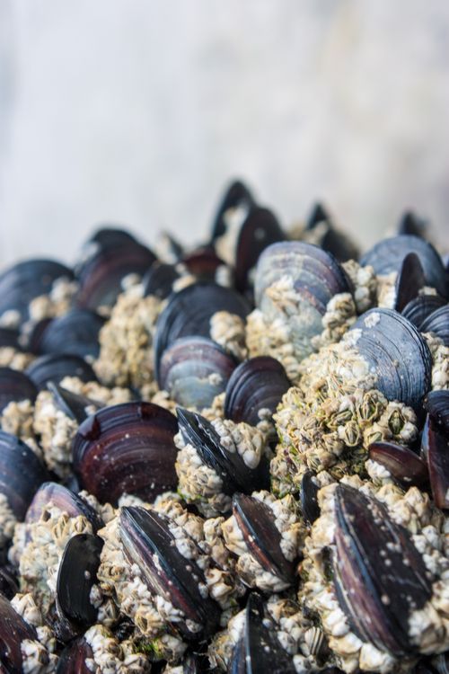 Free Close-up of fresh mussels and barnacles from Galicia, Spain, showcasing rich textures. Stock Photo