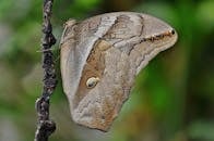 猫头鹰蝴蝶栖息在树枝上，其翅膀的复杂图案在宏观镜头下清晰可见