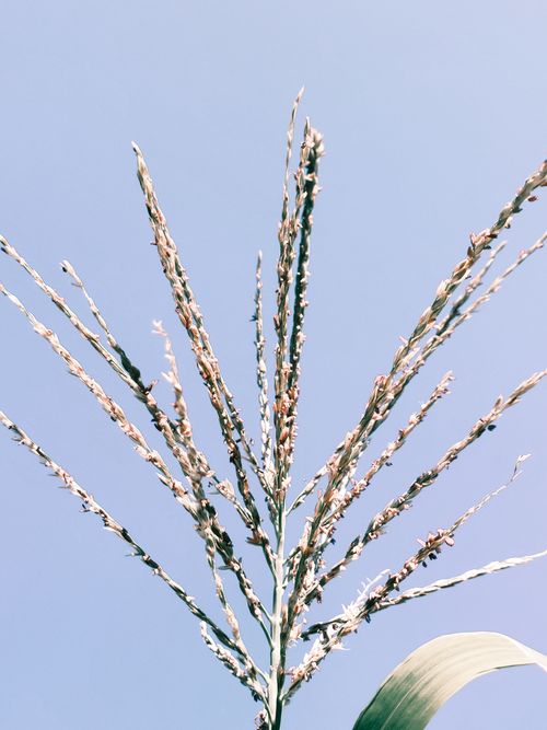 Free Close-up of corn tassel with brown anthers against a clear blue sky in Amasya, Türkiye. Stock Photo