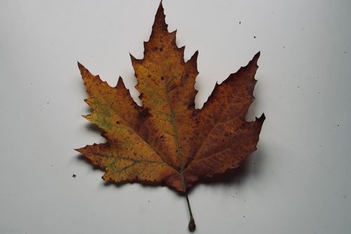 Free Detailed view of a dry maple leaf showcasing fall colors against a white backdrop. Stock Photo