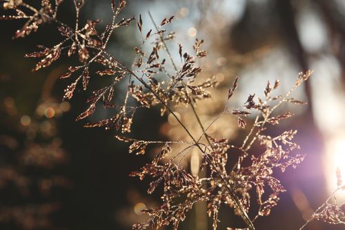 Free Close-up of grass with dewdrops glistening in the morning sunlight in a meadow. Stock Photo