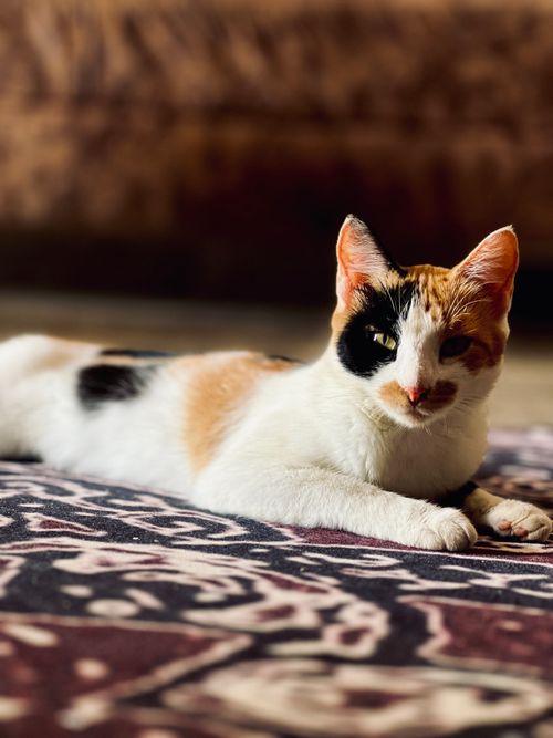 Free A calico cat lounging comfortably on a decorative rug, showcasing its distinctive markings in a cozy indoor setting. Stock Photo