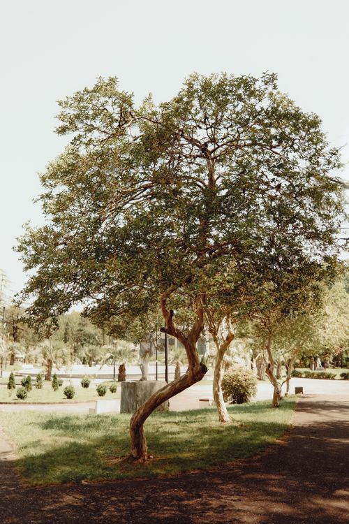 Free Peaceful scene with a prominent oak tree in a sunlit park, ideal for nature concepts. Stock Photo