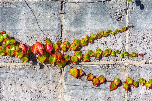 Free Colorful ivy leaves on a textured concrete wall in Coesfeld, Germany, showcasing vibrant autumnal hues. Stock Photo