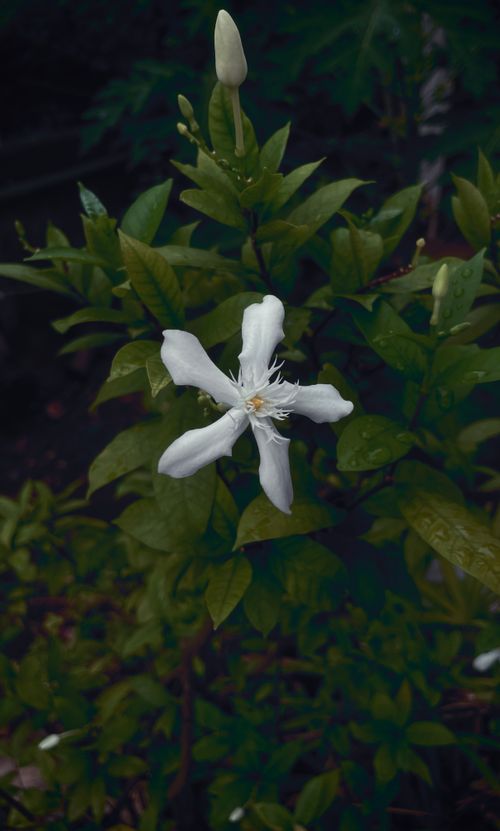 Free A close-up of a white crepe jasmine flower amidst lush green foliage, capturing its natural beauty. Stock Photo