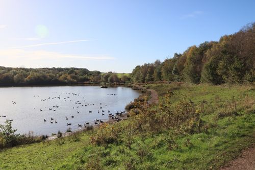 Free Tranquil autumn scene of a lake with geese and lush greenery in England. Stock Photo