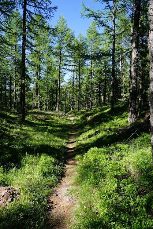 Free stock photo of forest, greenforest, hiking