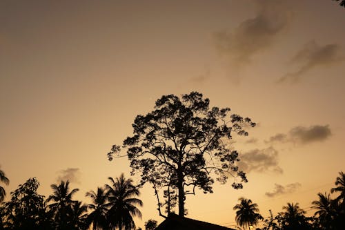 Foto profissional grátis de árvore alta, Ásia, beleza na natureza