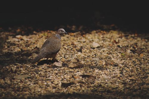 Free A spotted dove stands on a pebbly ground, blending into its natural habitat, captured in soft light. Stock Photo
