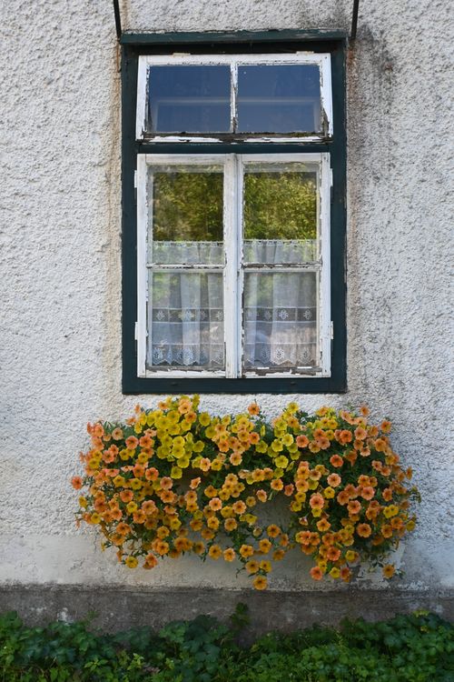 Free Charming vintage window adorned with vibrant orange and yellow flowers on rustic wall. Stock Photo