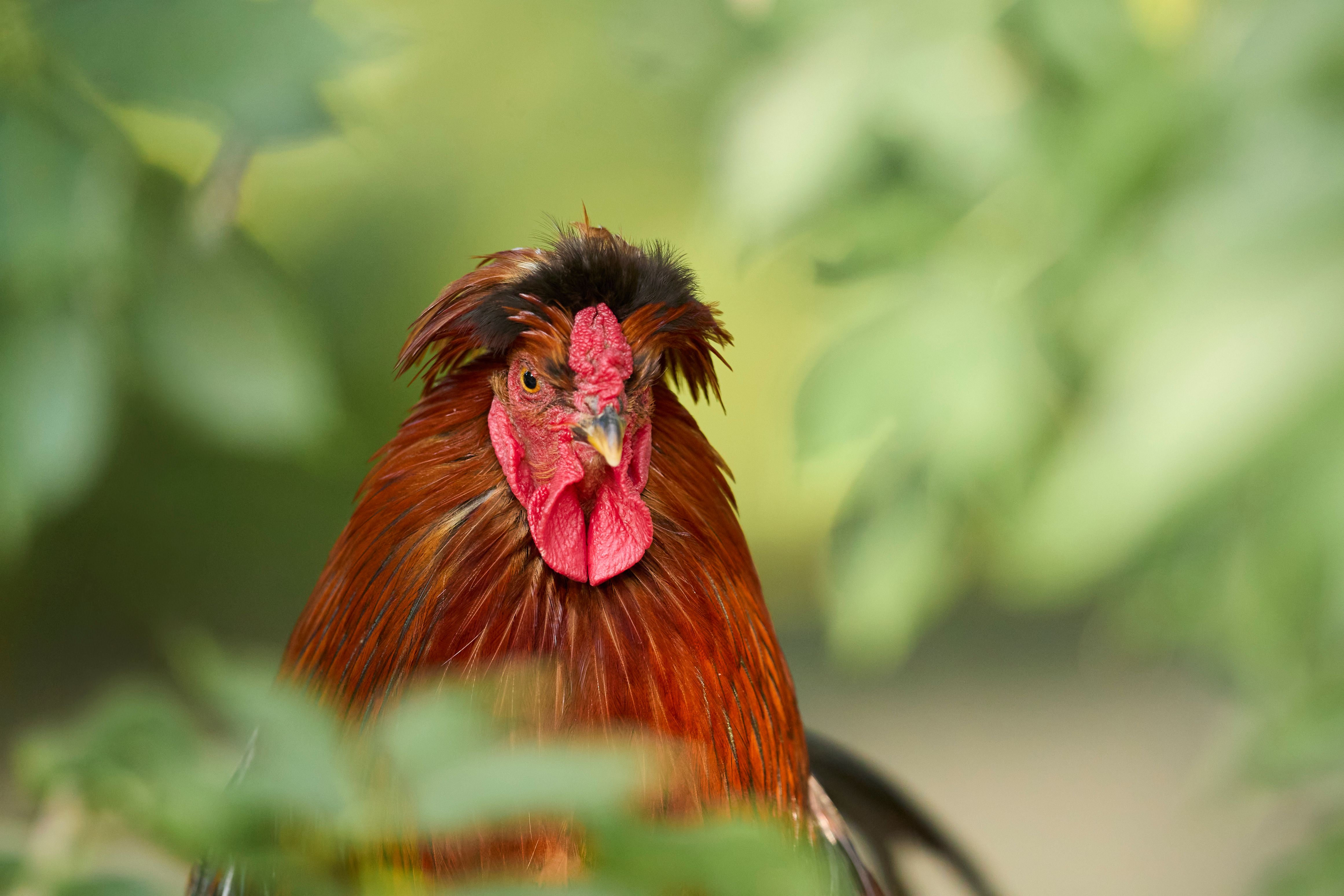 A sanctuary caretaker recording rooster weight and recovery notes beside clean individual enclosures