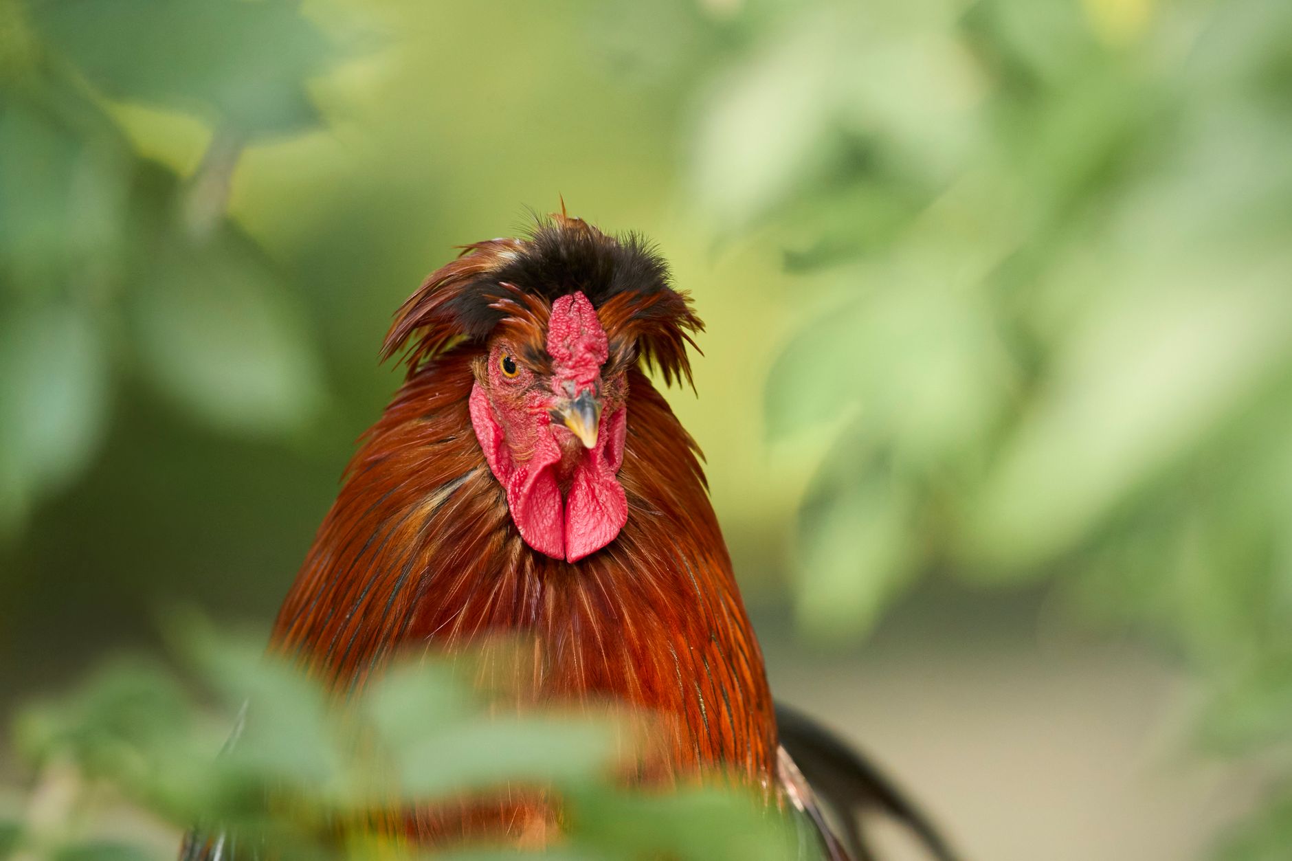 A sanctuary caretaker recording rooster weight and recovery notes beside clean individual enclosures