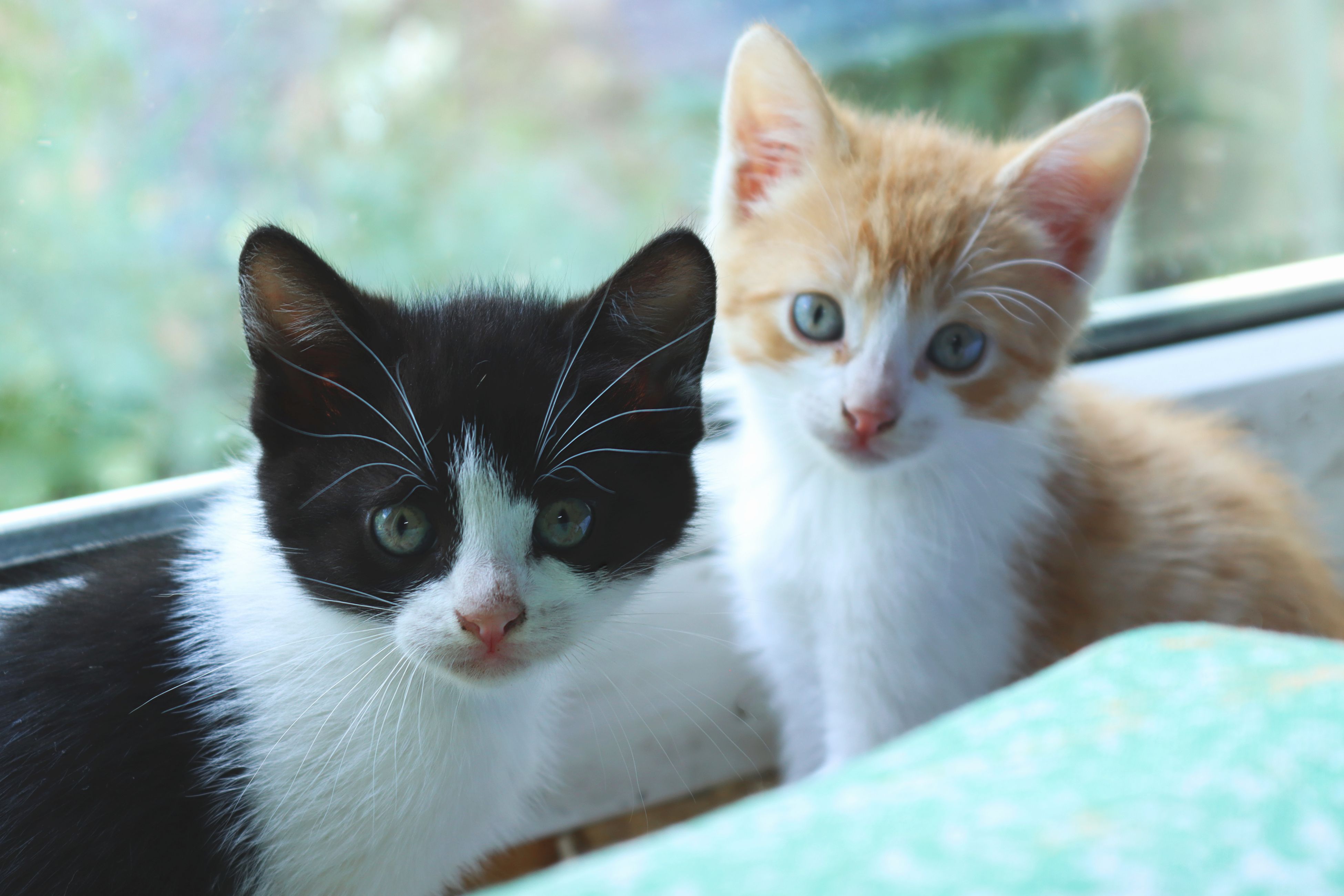 Two adorable kittens sitting by a window, looking curious and playful.