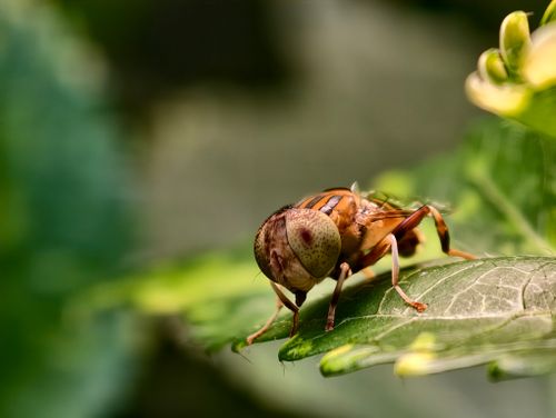 Free Close-up of a hoverfly resting on a green leaf, showcasing its large eyes and detailed body structure. Stock Photo