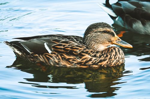 Free A detailed image capturing a mallard duck gliding over calm water, showcasing nature's tranquility. Stock Photo