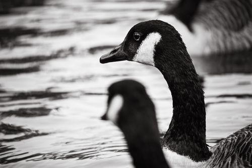 Free Striking black and white image featuring a close-up of a Canadian goose swimming in tranquil waters. Stock Photo