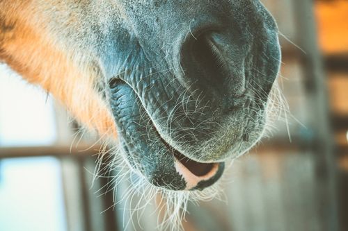 Free Detailed close-up of a horse's muzzle, showing its whiskers and texture, captured indoors. Stock Photo