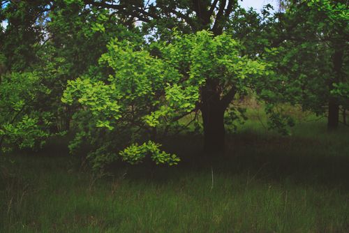 Free A vibrant oak tree stands amid a serene, lush green forest landscape. Stock Photo