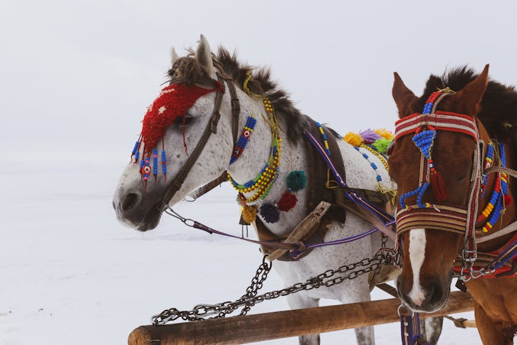 Horses Wearing Colorful Accessories