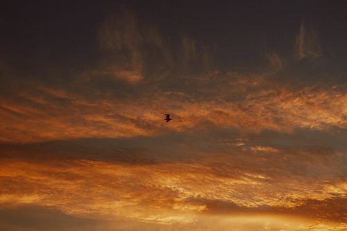 Free A stunning sunset featuring dramatic orange clouds with a bird silhouette flying across the vibrant sky. Stock Photo