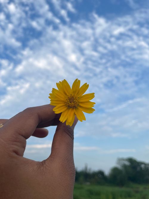 Free A vibrant yellow daisy held against a bright blue sky, symbolizing nature's beauty. Stock Photo