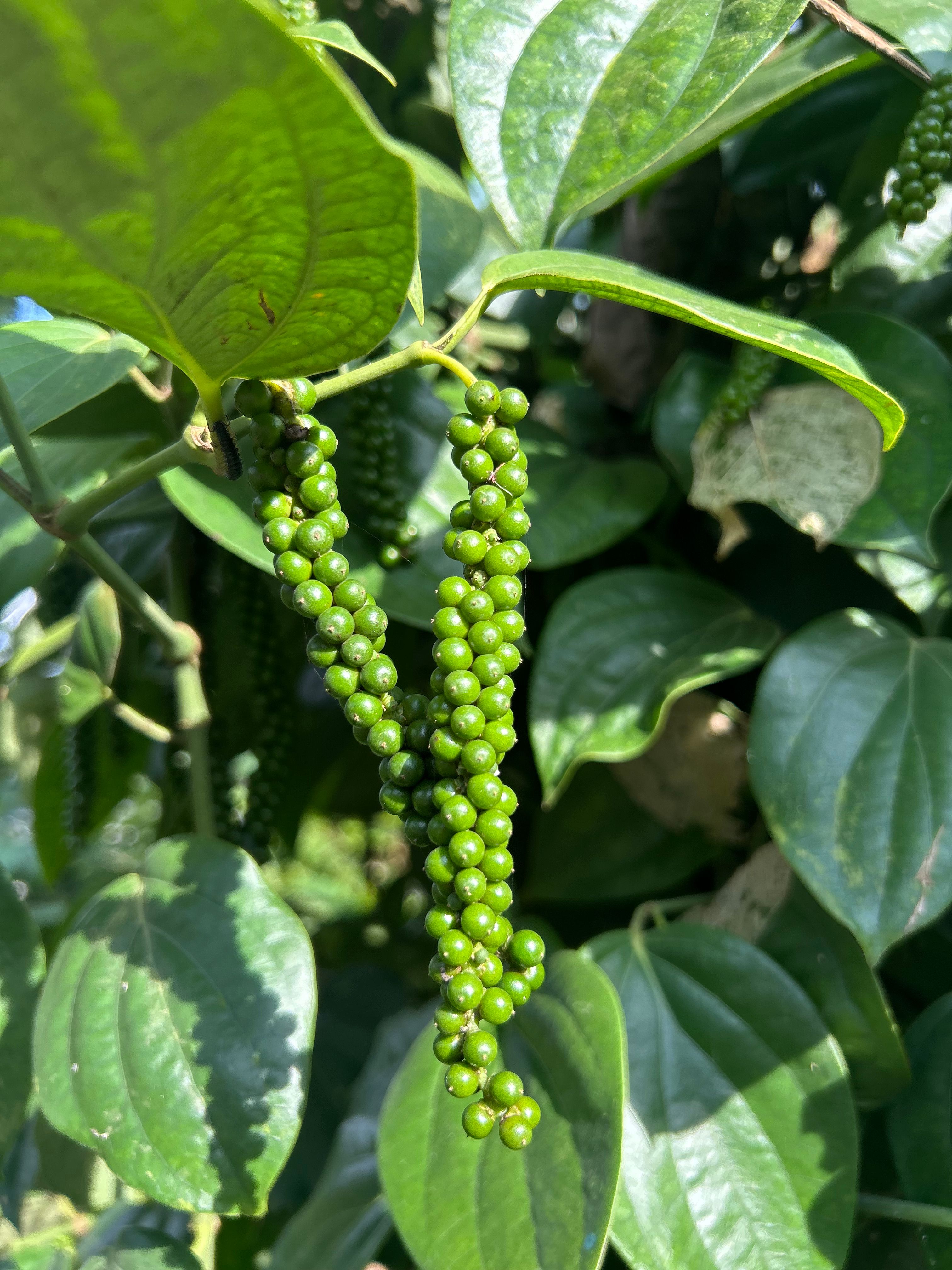 Piper nigrum peppercorn plant vine, representing the black pepper scientific name.