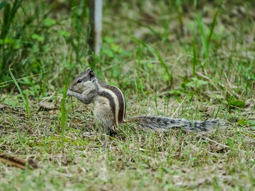 Free Indian palm squirrel eating grass in outdoor setting. Clear and detailed capture of wildlife in nature. Stock Photo