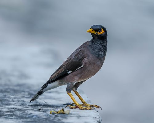 Free Detailed image of a Common Myna bird with vibrant yellow markings, outdoors on a ledge. Stock Photo