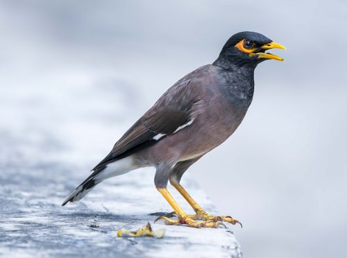Free Detailed shot of a Common Myna (Acridotheres tristis) perched on a concrete platform. Stock Photo
