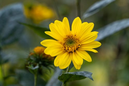 Free Capture of a vivid yellow flower with detailed petals and botanical background, showcasing summer bloom. Stock Photo