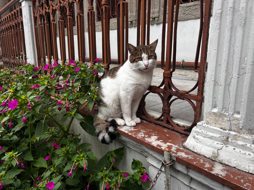 Mix van klassieke en hedendaagse Egyptische kattenafbeeldingen. Mix van klassieke en hedendaagse Egyptische kattenafbeeldingen.