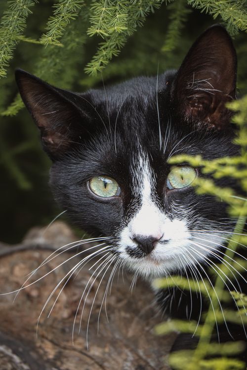 Free Portrait of a tuxedo cat peering through lush green foliage in a forested area. Stock Photo